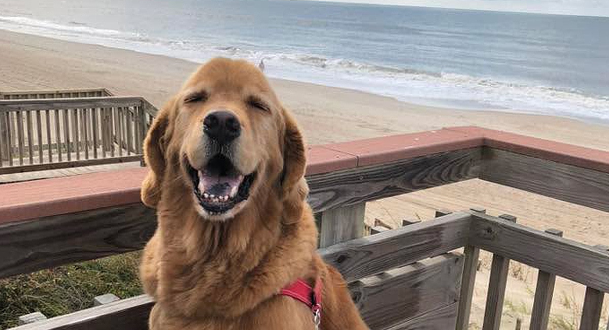 golden retriever on a pet-friendly emerald isle beach vacation