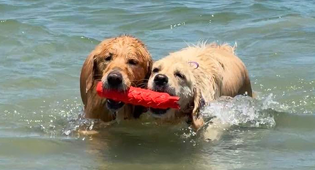 dog splashing in the water along the crystal coast beaches