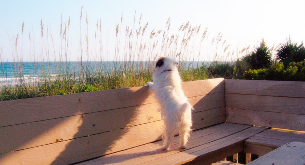 dog at a pet-friendly beach rental