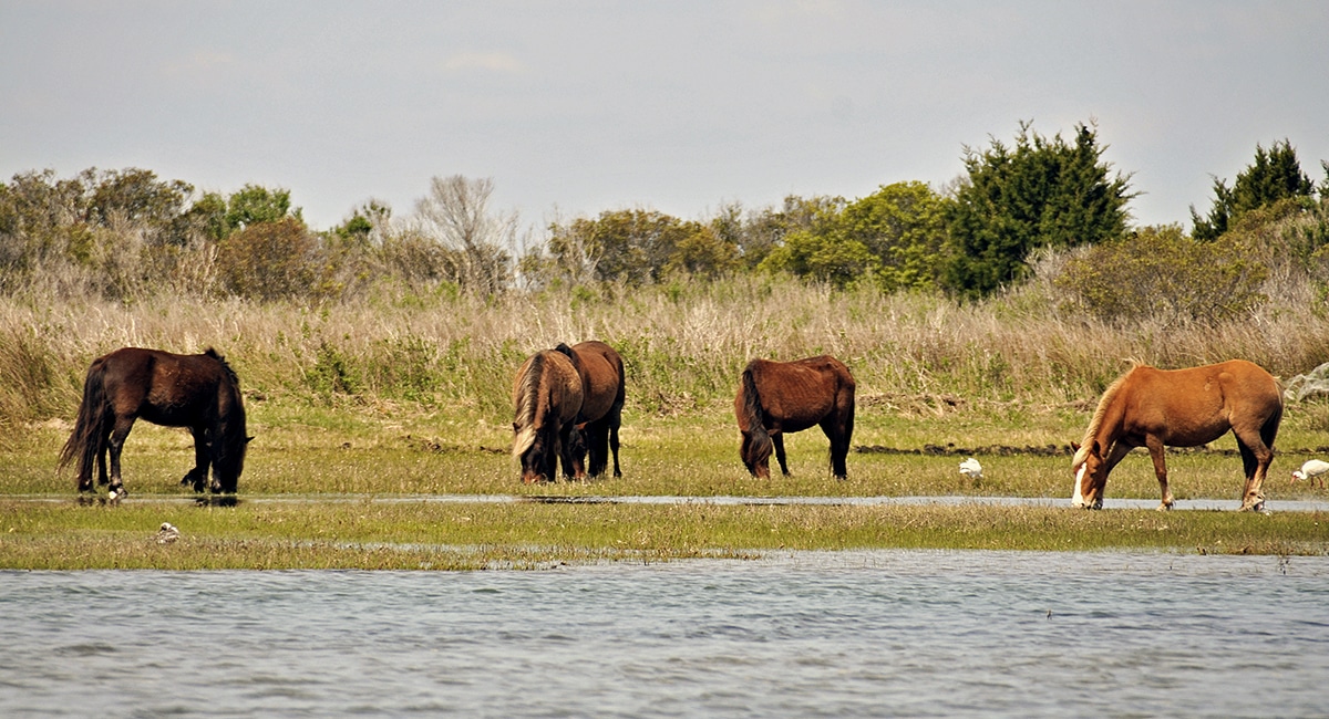 horses along the crystal coast at Rachel Carson Reserve