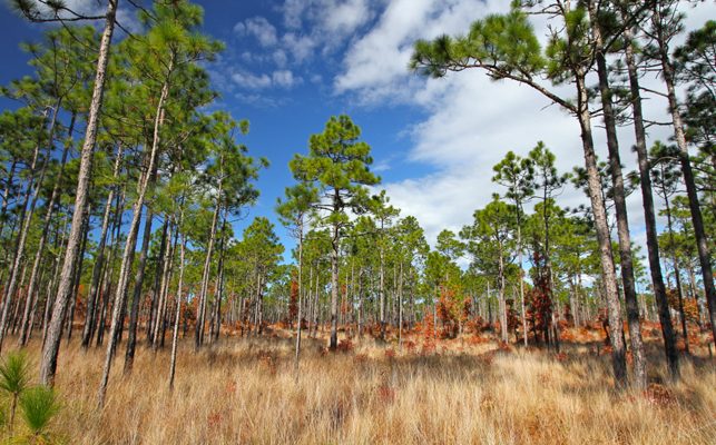 Summer Day Trip Ideas from Emerald Isle - Croatan National Forest