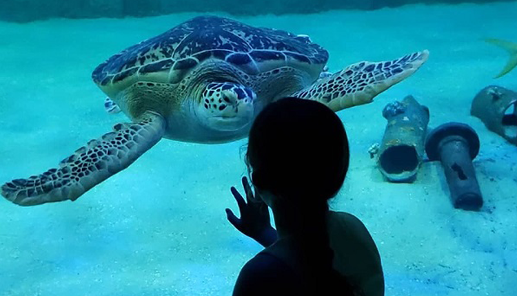 Best Things to Do During the Holidays on North Carolina’s Crystal Coast - Aquarium