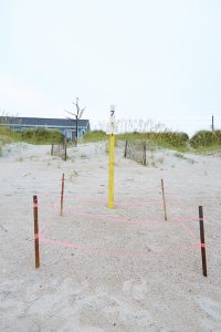 Sea Turtle Nesting Season at Emerald Isle NC Beaches