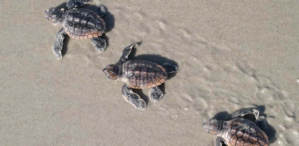 Sea Turtles on Emerald Isle Beaches