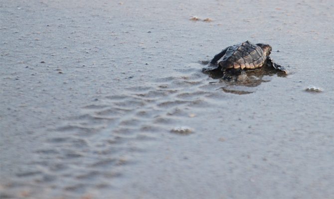 Sea Turtle on the Beach