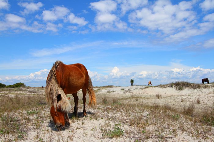 Emerald Isle Activities - Shackleford Banks