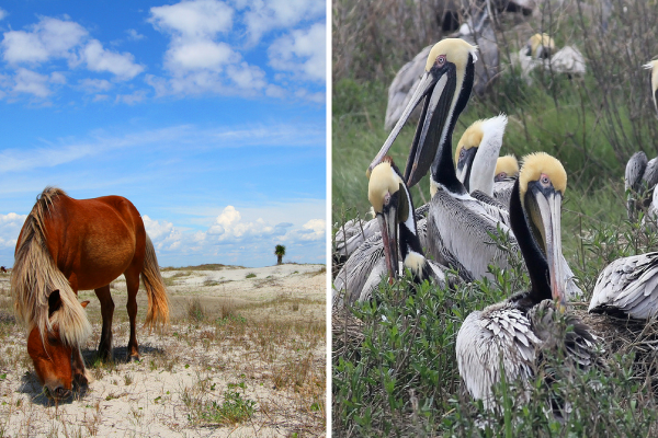 Wildlife at Cape Lookout