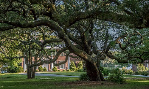 Beaufort Old Homes and Gardens Tour