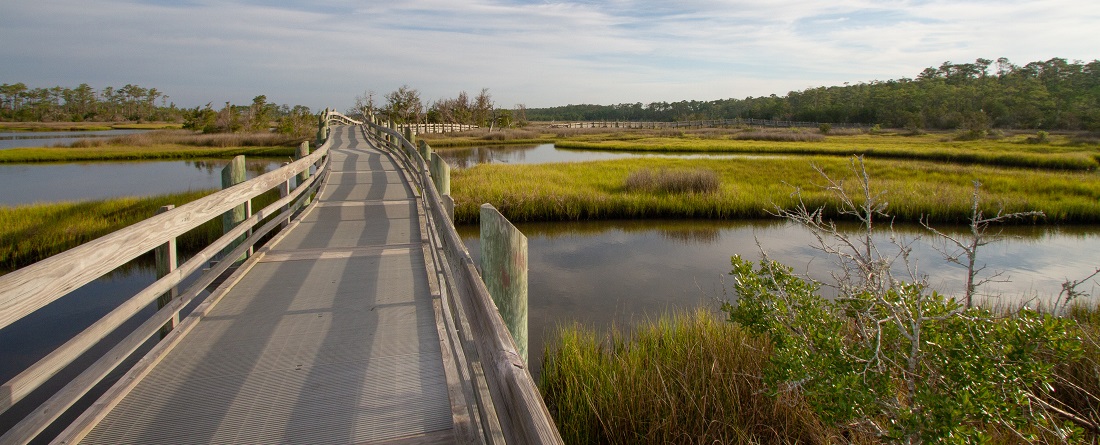 Boardwalk in Croatan National Forest near New Bern NC