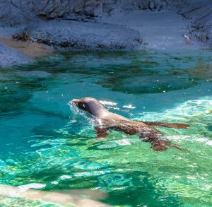 NC Aquarium at Pine Knoll Shores