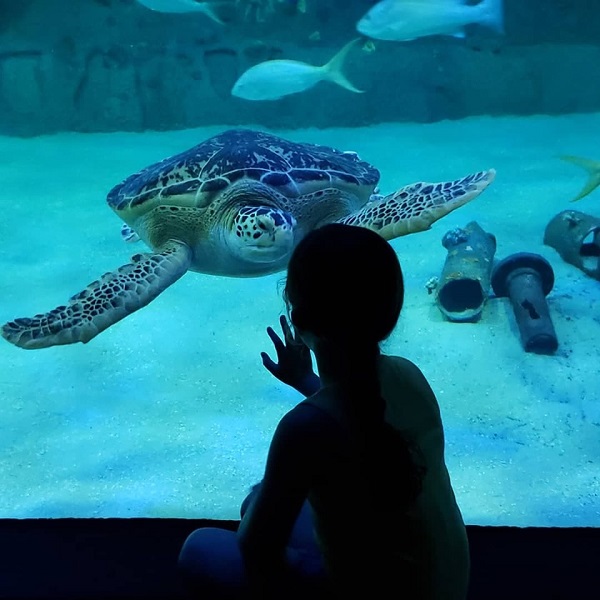 Visit the North Carolina Aquarium at Pine Knoll Shores near Emerald Isle