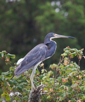 Birdwatching on Shackleford Banks NC