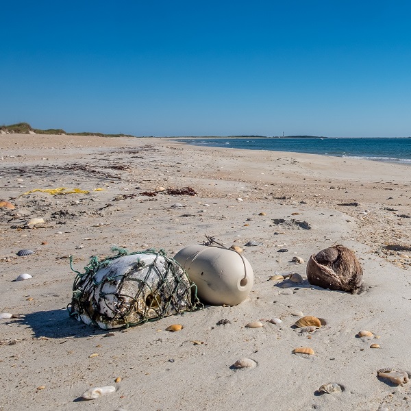 Shackleford Banks in North Carolina - Wild Horses, Shelling & More