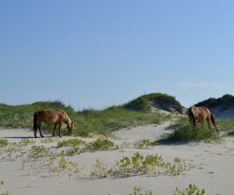 shackleford-banks-wild-horses-outer-banks-nc-600x500 Wild Banker Horses on Shackleford Banks in Outer Banks North Carolina