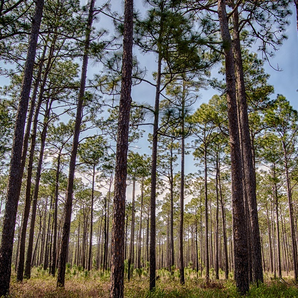 Trees in Croatan National Forest NC