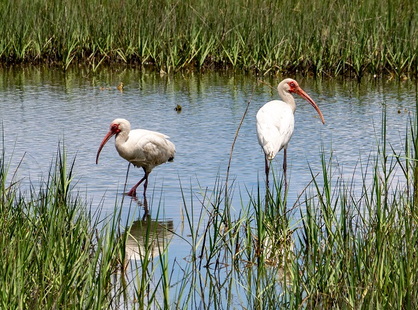 White Ibis on Carrot Island NC