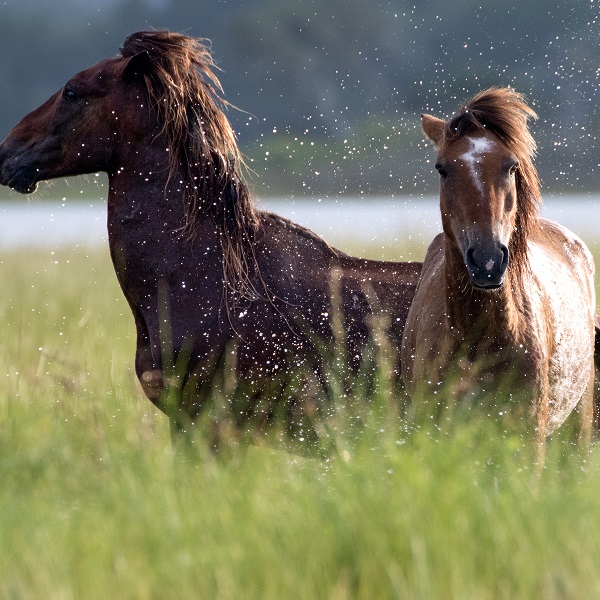 Wild Horses on Shackleford Banks in the Southern Outer Banks