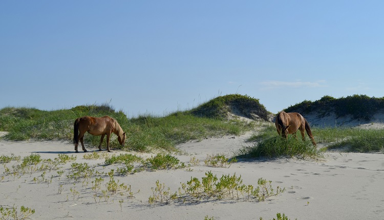 Wild Banker Horses on Shackleford Banks in Outer Banks North Carolina