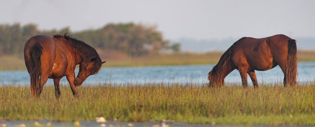 Wild Horses on Rachel Carson Wildlife Refuge near Beaufort NC