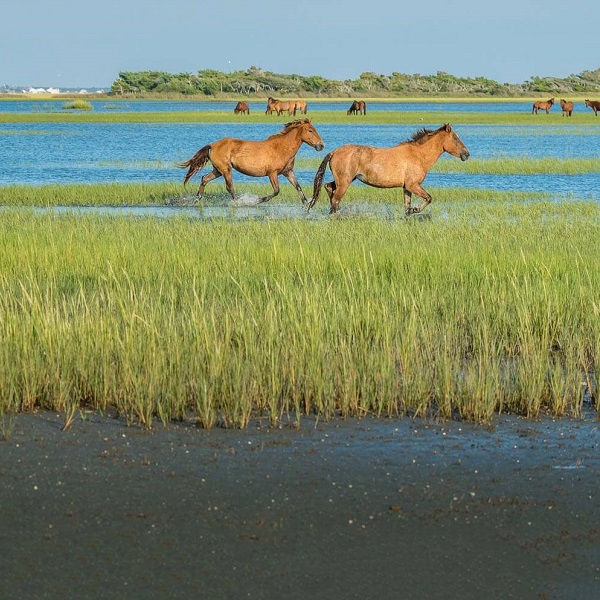Wild Banker Horses on Shackleford Banks near Cape Lookout
